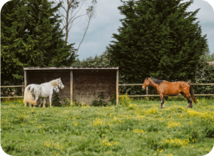 Image chevaux