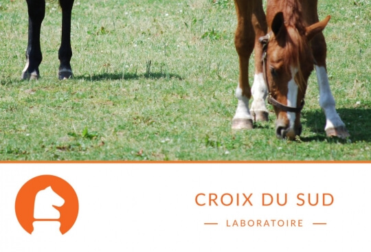 Trois repas par jour pour mon cheval est-ce optimal ?