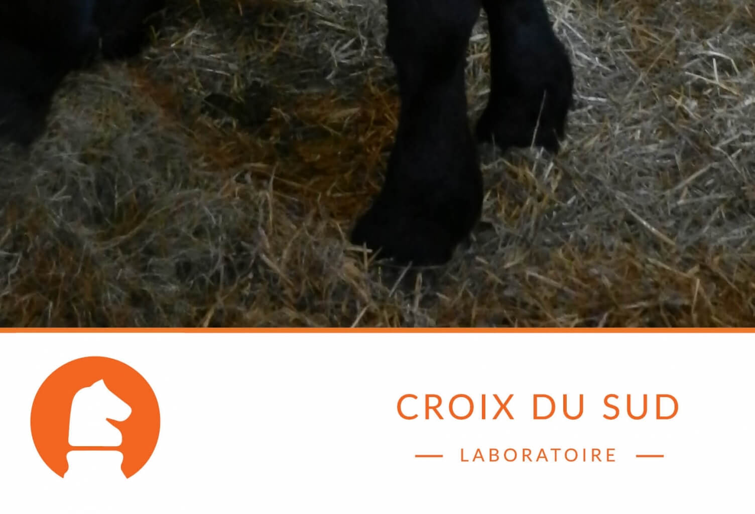 La paille fait-elle partie de l’alimentation de mon cheval ?