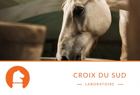 Apporter suffisamment d’électrolytes à mon cheval