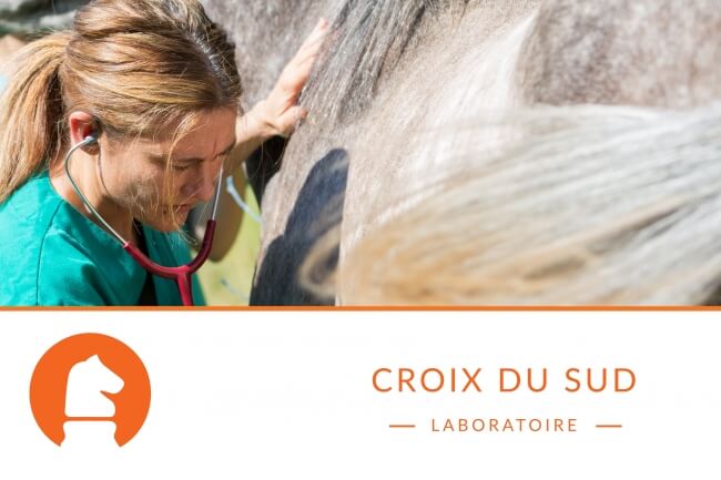 Photo Quels sont les signes d'un ulcère gastrique chez le cheval ?