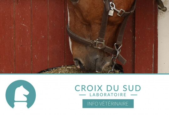 [Publication scientifique] Immunosénescence et santé du cheval âgé, lien à l’alimentation