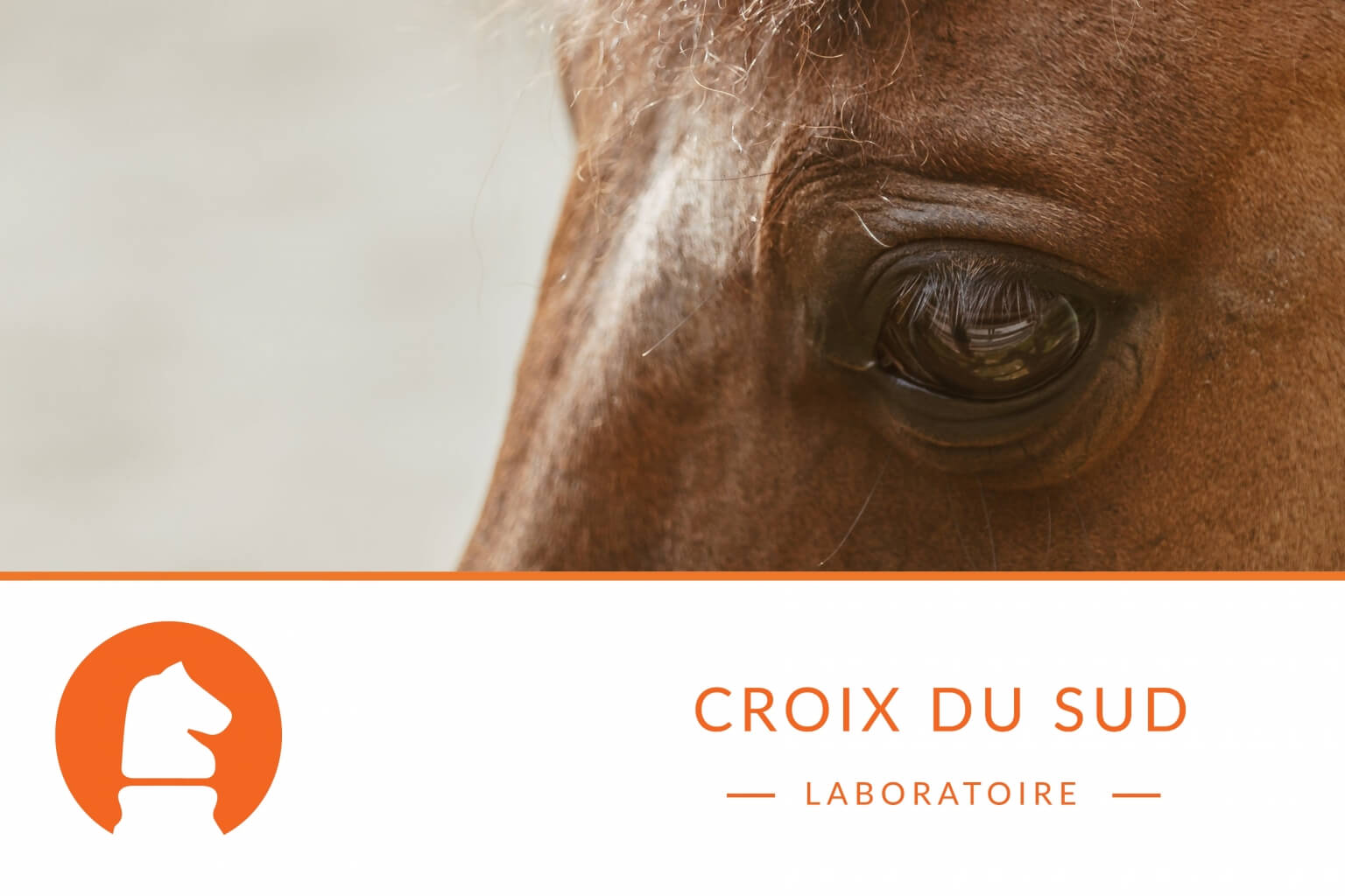 Lire la douleur à travers l’expression du cheval