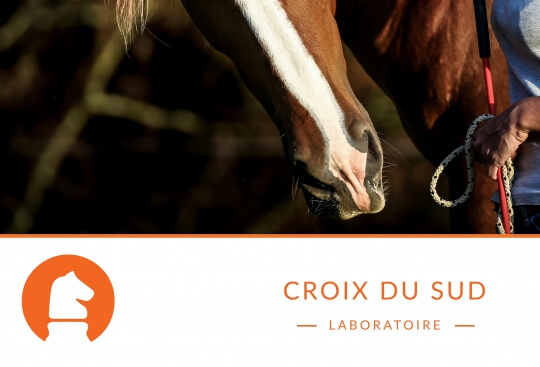 Le langage tactile du cheval