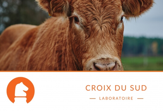 Le cheval… n’a pas la même digestion qu’un ruminant !