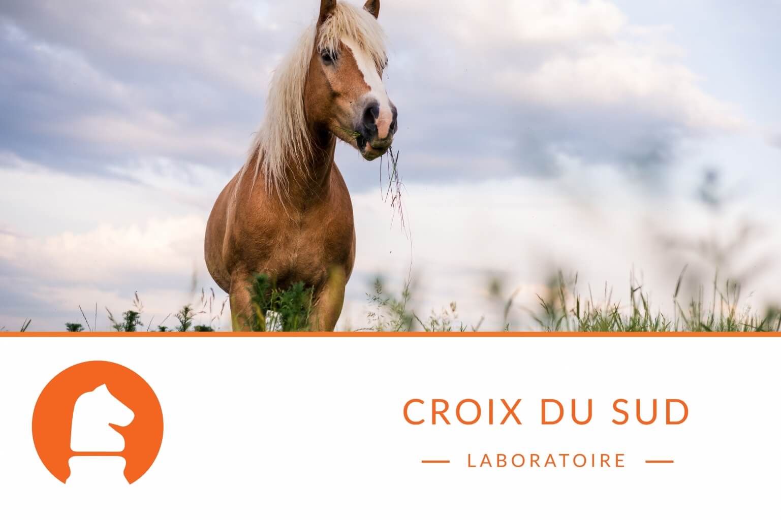 Lien entre alimentation du cheval et mastication