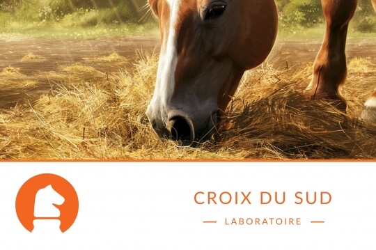 Nourrir un cheval… Les bonnes pratiques de base