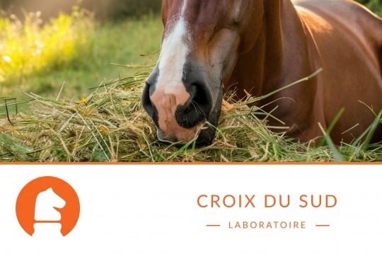 Quelles bonnes pratiques mettre en place pour limiter l’apparition des ulcères gastriques chez le cheval ?