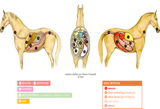 Rappels concernant le mécanisme de digestion chez le cheval