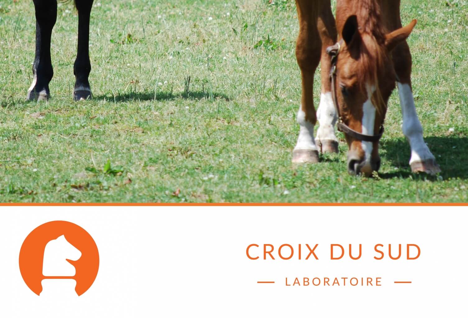 Trois repas par jours pour mon cheval est-ce optimal ?