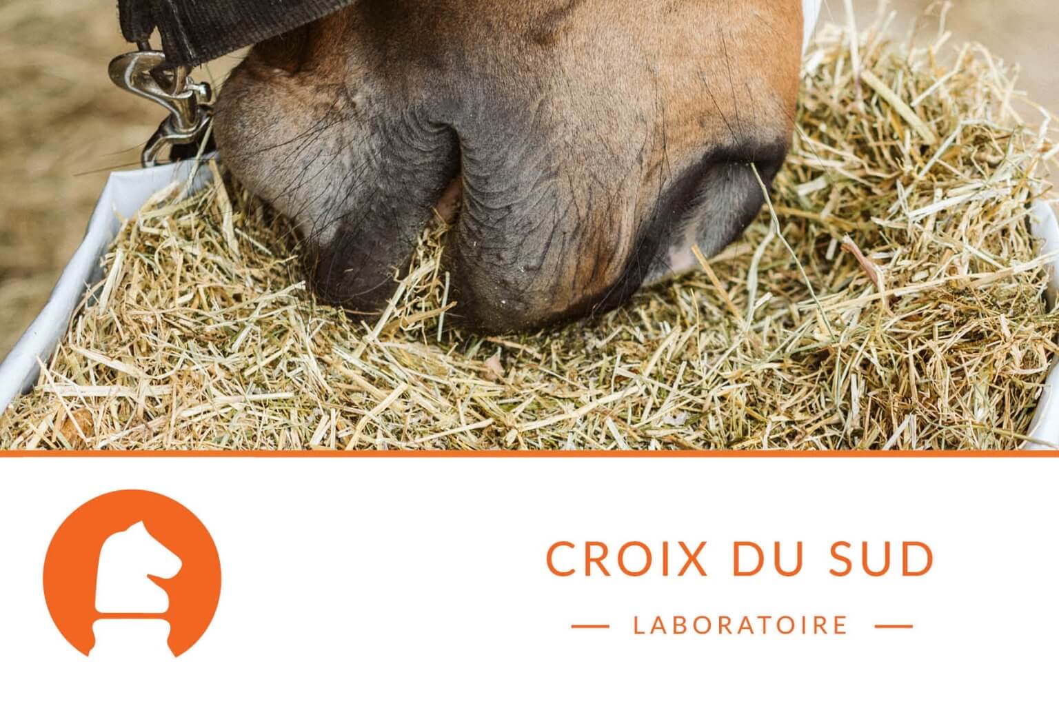 Pourquoi la luzerne est-elle bonne pour mon cheval ?